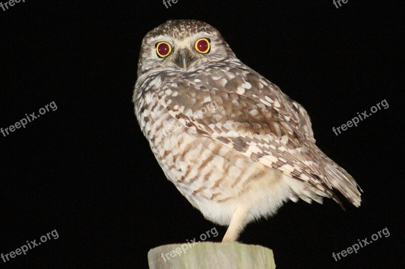 Owl Bird Perched Fence Post Looking