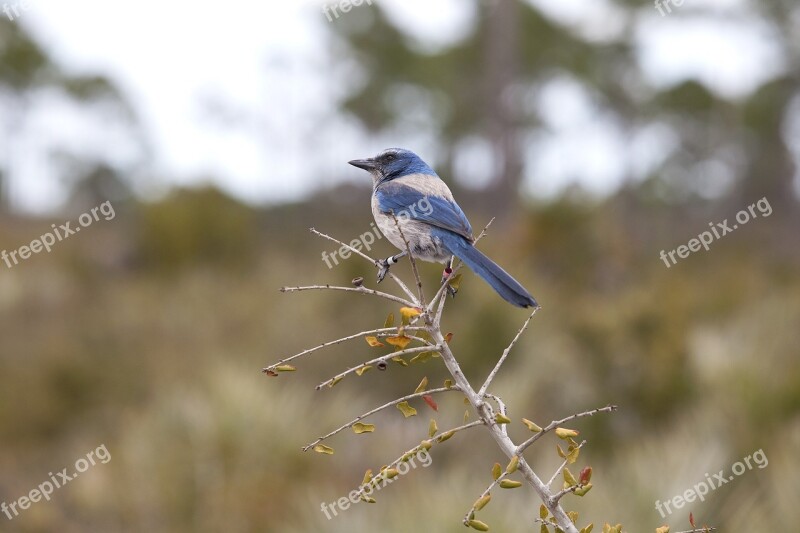 Florida Scrub Jay Bird Wildlife Nature Branch