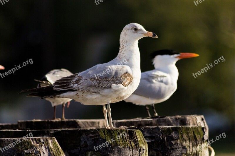 Seagulls Perched Birds Wildlife Nature