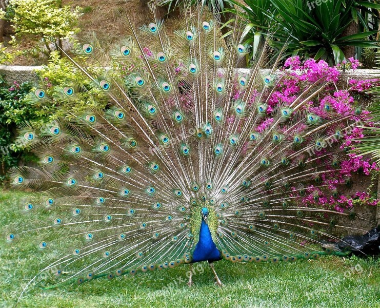 Peacock Plumage Bird Peafowl Fantail