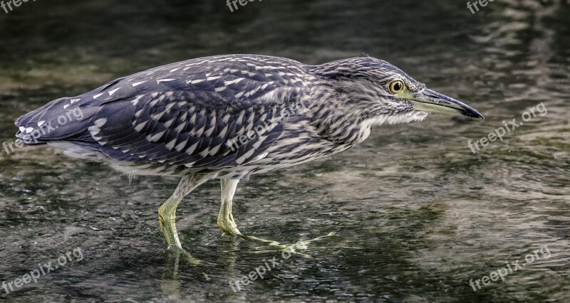 Heron Black Crowned Night Wildlife Bird Nature