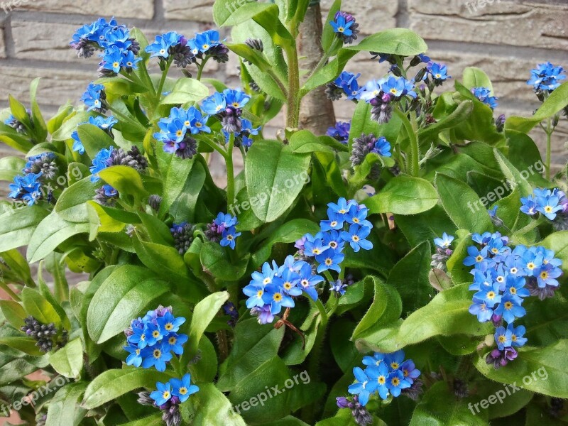 Blue Forget Me Not Flower Plant Spring