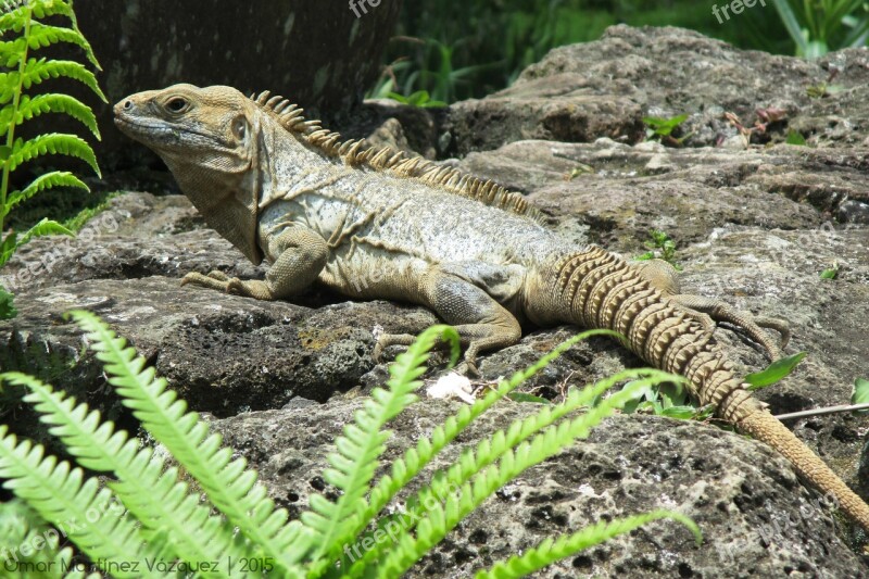 Iguana Reptile Animal Green Reptiles