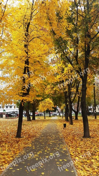 Autumn Paint Leaves Autumn Nature Golden Autumn