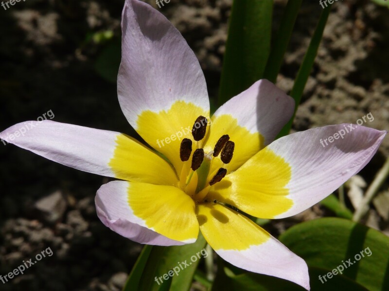 Spring Nature Blossom Bloom Close Up