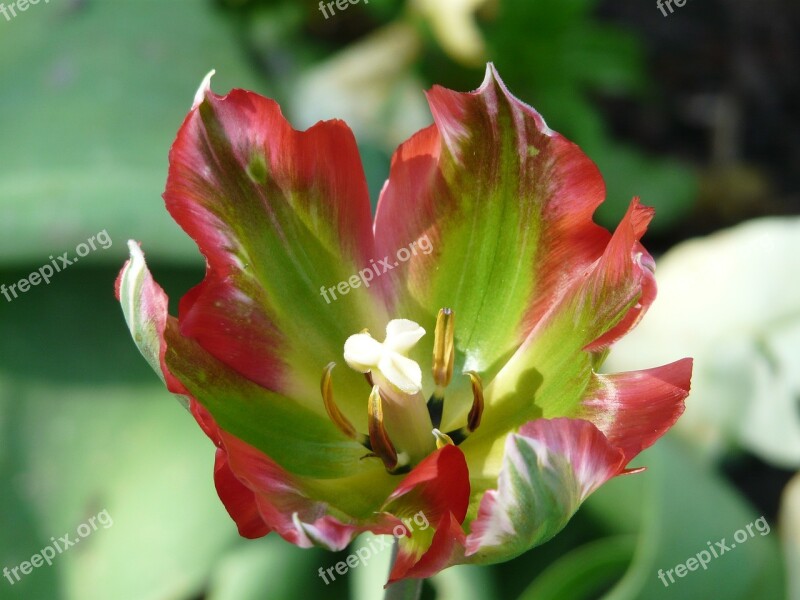 Spring Early Bloomer Tulip Flamed Bright