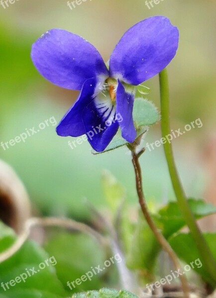 Nature Flower Violet Blue Blossom