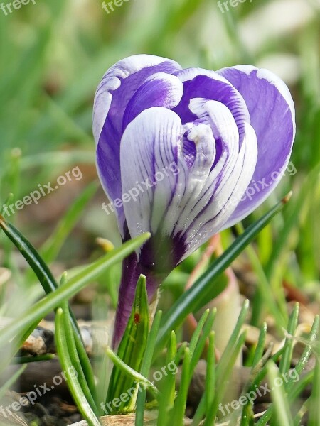 Nature Spring Flower Violet Blossom