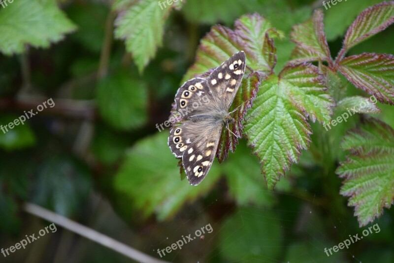 Butterfly Speckled Wood Speckled Wildlife Insect