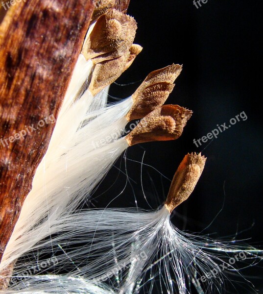 Milkweed Spring Departure Start Seeds