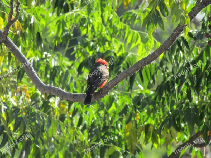 Bird Nature Branch Little Bird Wings