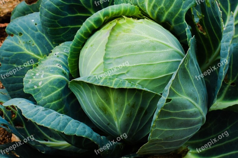 Cabbage Vegetable Plant Food Healthy