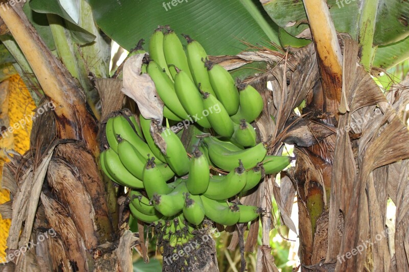 Honduras Green Bananas Bananas Rural Rustic