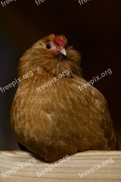 Chicken Bar Sitting Free Photos