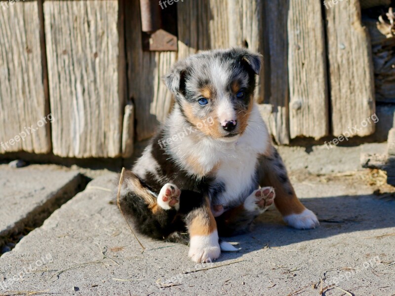 Puppy Dog West German Blue Eye Free Photos