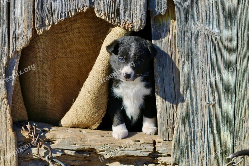 Puppy Wooden Houses Mixrasse Young Outlook