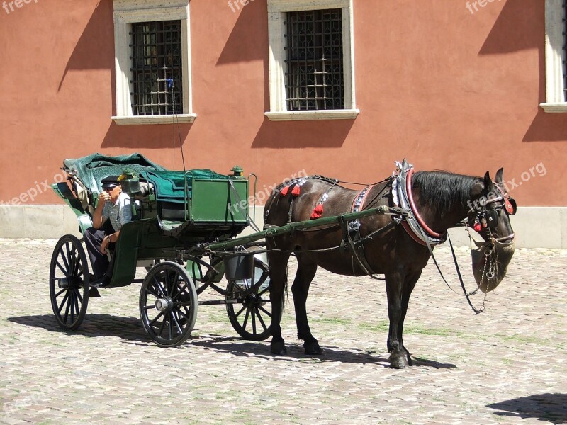 Cab The Horse Summer Horses Travel