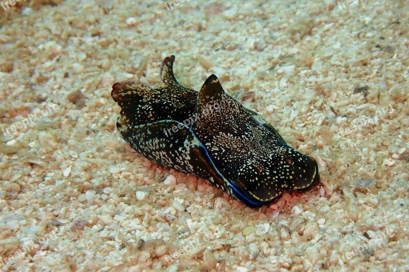 Sea Hare Sea Slug Sea Nudibranch Underwater