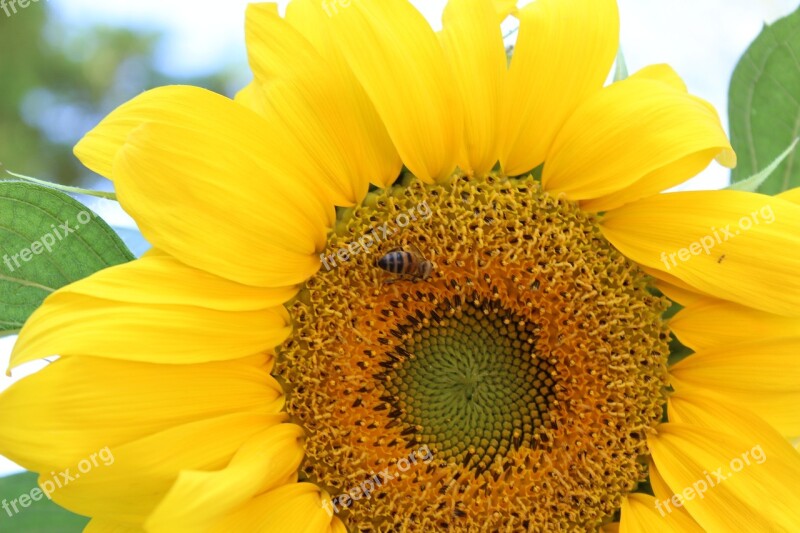 Sunflower Bee Babu Free Photos