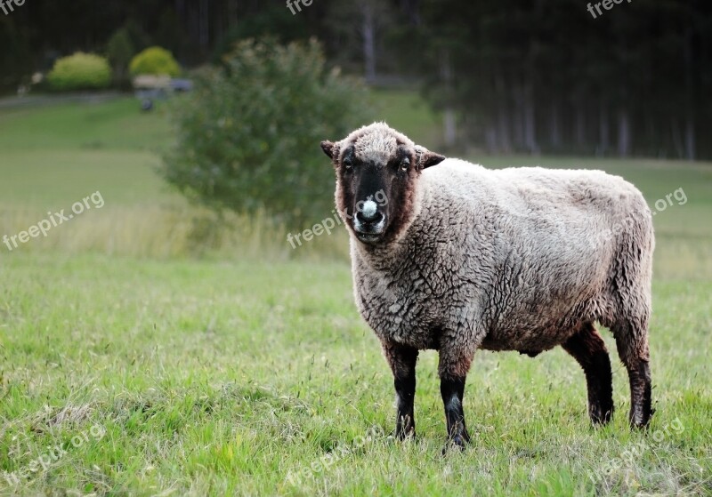 Sheep Paddock Grazing Agriculture Wool