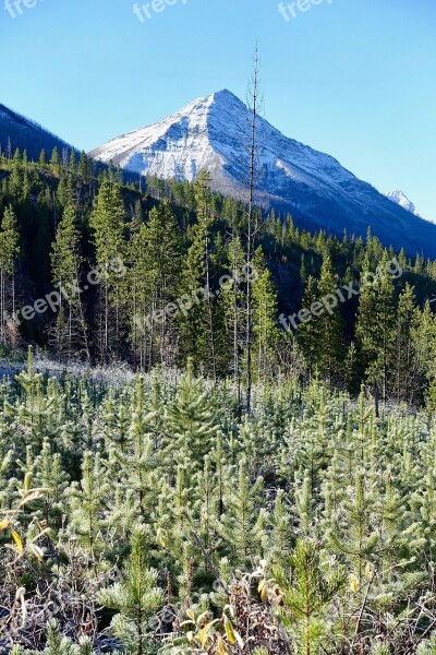 Regeneration Forest Peak Regrowth Landscape