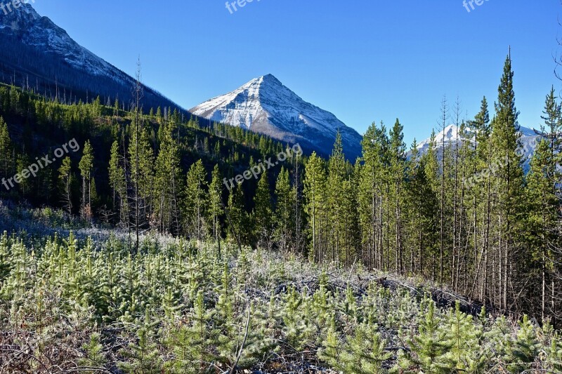 Forest Peak Regrowth Landscape Nature