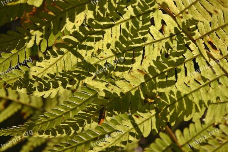 Fern Bracken Forest Plant Green