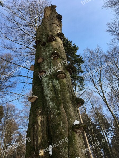 Tree Tree Fungus Baumschwamm Forest Mushrooms Tribe