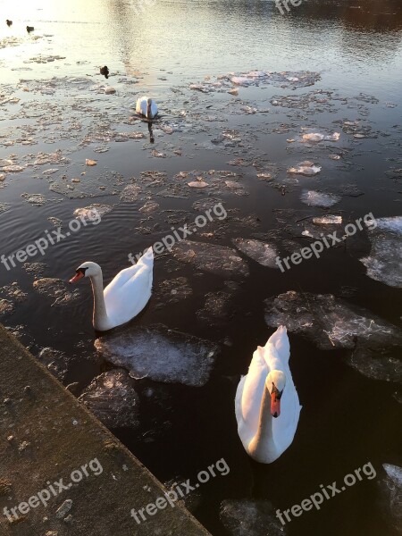 Swans River Main Ice Floes Abendstimmung