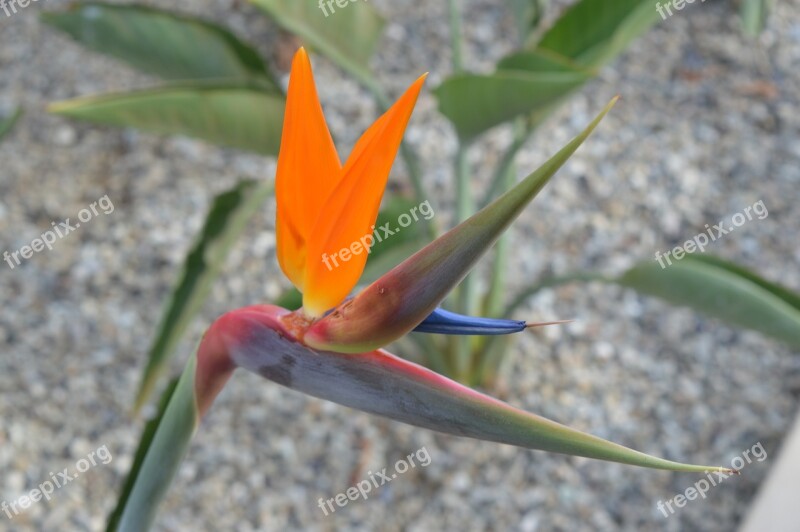 Bird Of Paradise Flower Blossom Tropical Exotic