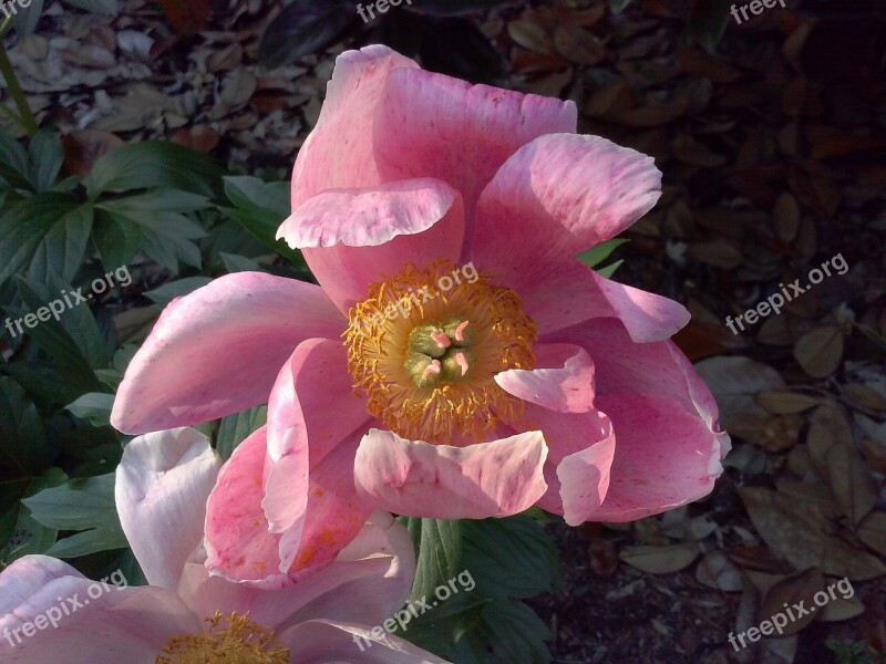 Parrot Tulip Tulip Pink Flower Blossom