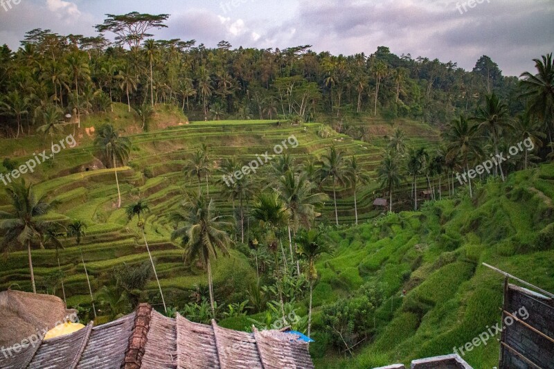 Bali Rice Field Balinese Terrace