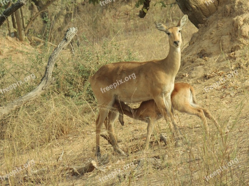 Antelope Calf Young Feeding Female