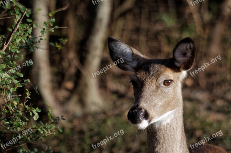 Deer White-tailed Wildlife Animal Doe