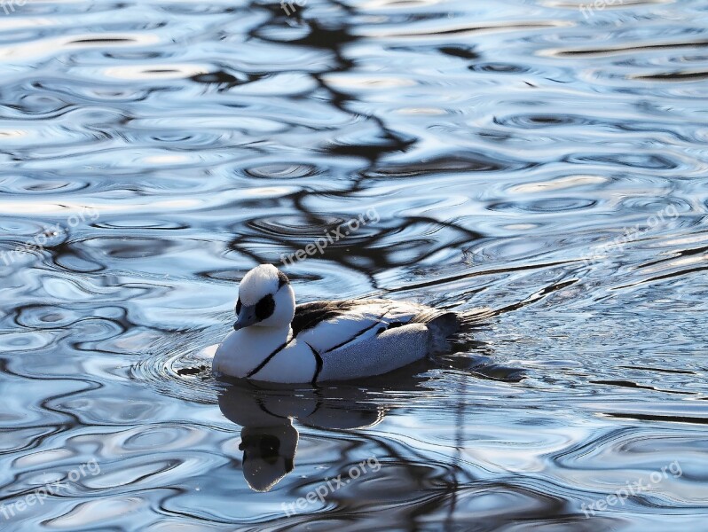 Merganser Piette Ducks Birds Wild Duck Animals