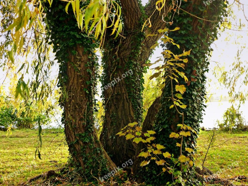 Pasture Tree Tree Trunks Trio Nature