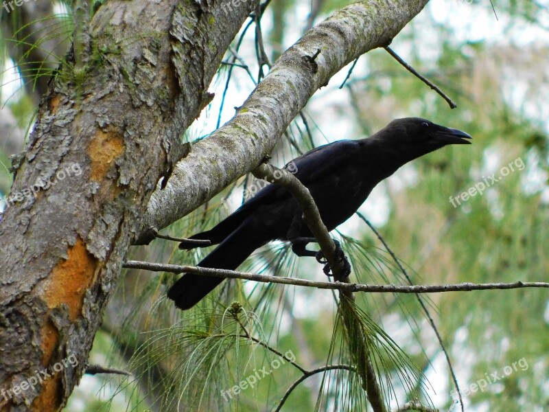 Crow Bird Branches Crow On Branches Nature