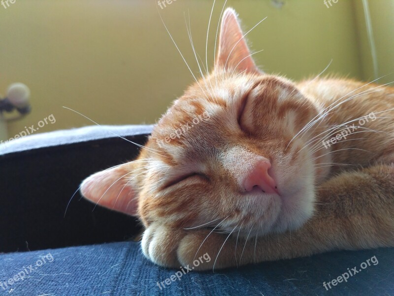 Cat Blond Pet Peace Cat Sleeping