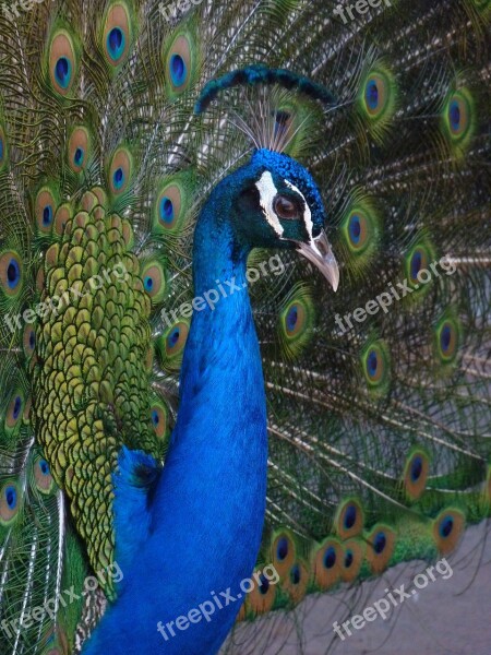 Peacock Canaria Bird Spain Birds