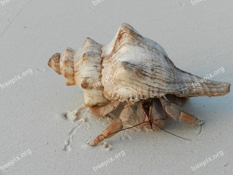 Shell Hermit Crab Zanzibar Residents Coast