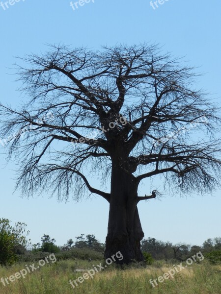 Africa Baobab Savannah Safari Tree