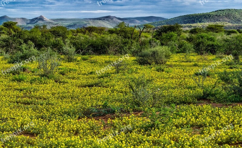 Meadow Savanna Flower Bloom Yellow