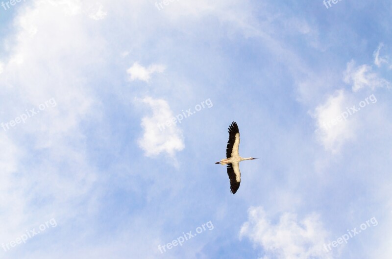 Stork Sky Animal Fly Nature