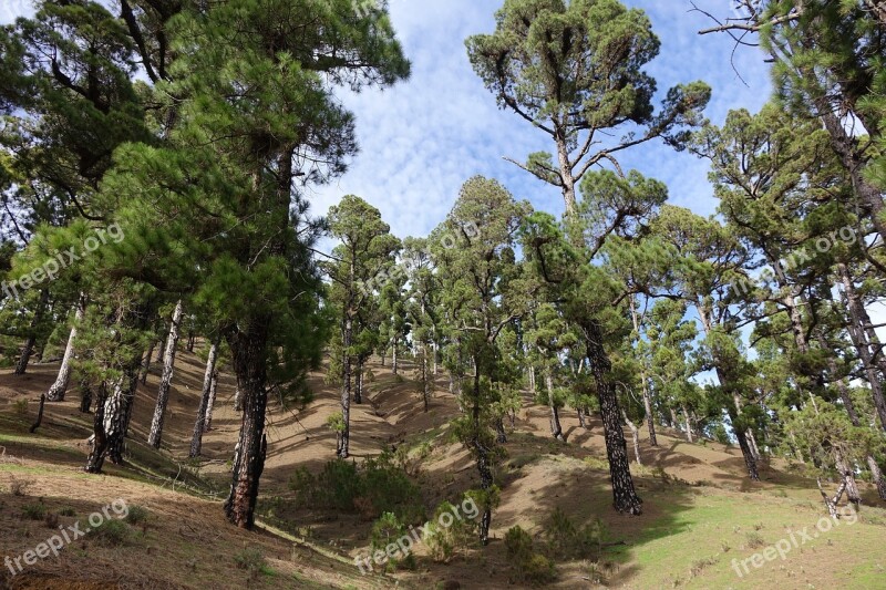 Pine Pine Grove Green Nature Free Photos