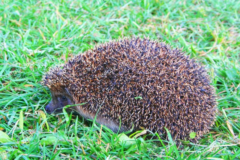 Nature Hedgehog Crew Cut Animals Living Nature