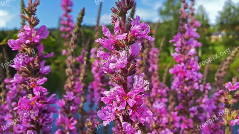 Flowers Purple Spring Plant Nature