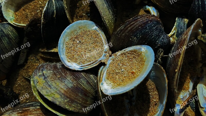 Mussels Shell Beach Sand Nature