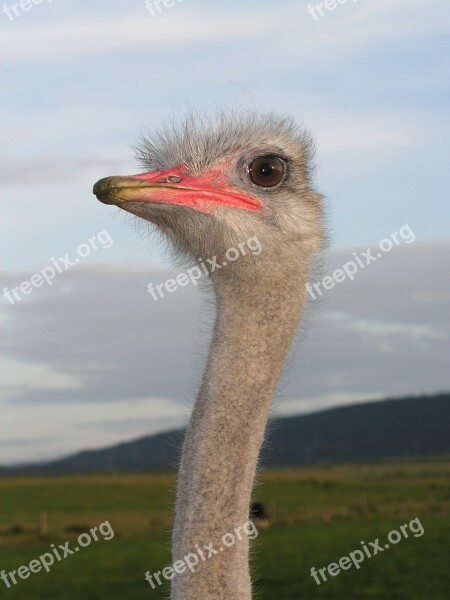 Ostrich Ave Head Free Photos