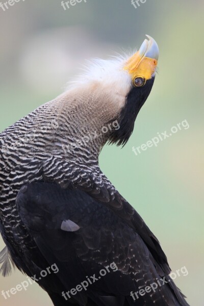 Bird Bird Craze Wild Bird Raptor Bird Dance