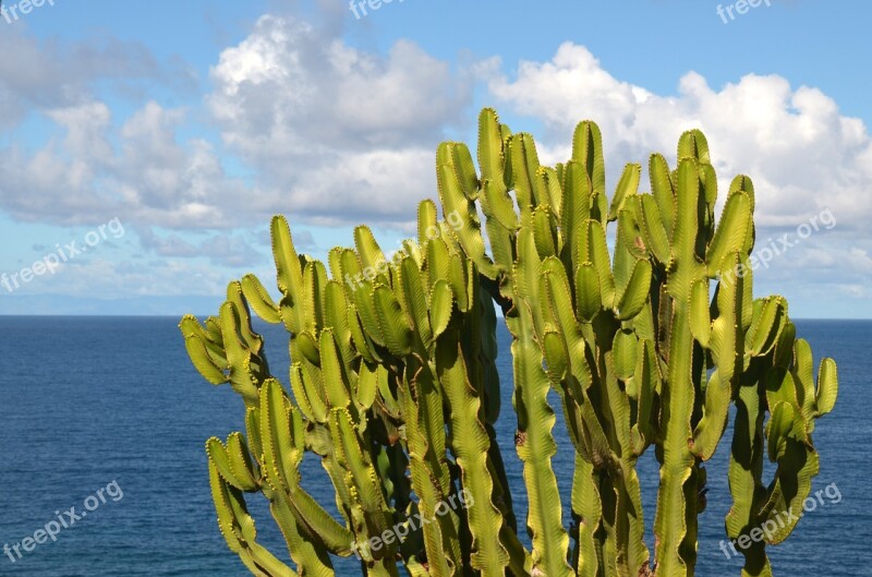 Sea Cactus Prickly Plant Nature